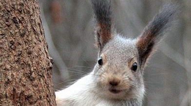 Трубчанам рассказали, как просыпается этой весной заповедник «Брянский лес»