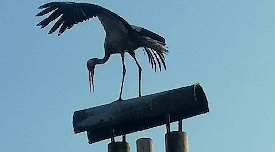 В Трубчевский район возвращаются белые аисты