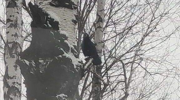 В Трубчевский район из мест зимовок уже вернулись грачи