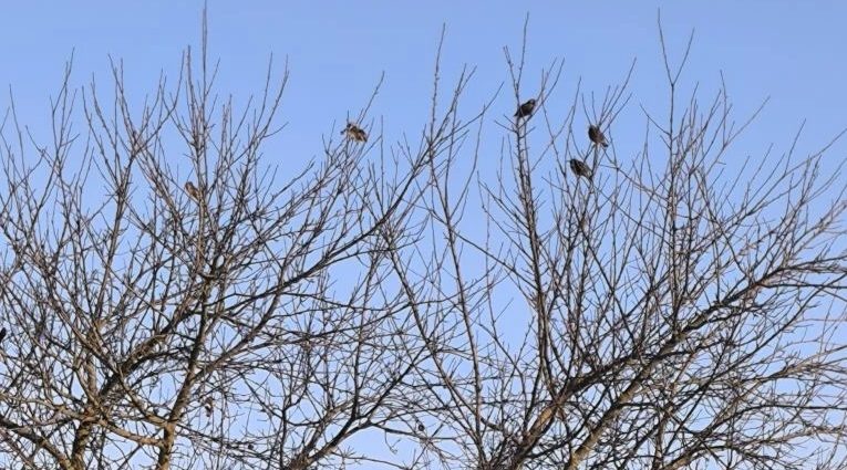 Вслед за грачами в Трубчевский район прилетели скворцы
