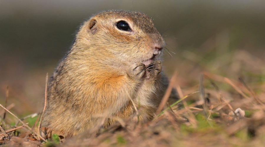 В заповеднике «Брянский лес» проснулись краснокнижные суслики