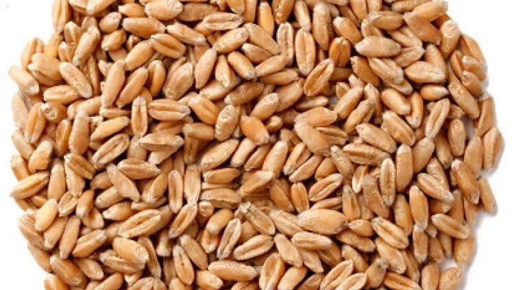 Специалисты брянского филиала «Россельхозцентра» обеспечивают продовольственную безопасность страны