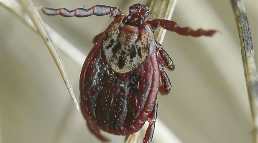 В заповеднике «Брянский лес» предупредили об угрозе клещей