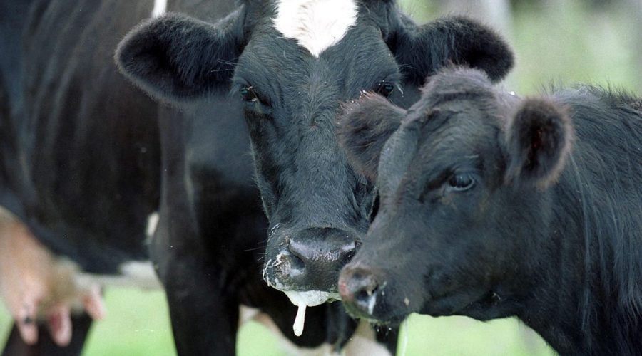 Специалисты Трубчевской райветстанции рассказали о профилактике ящура