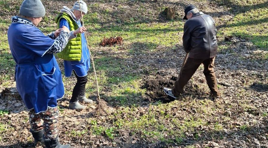 В Трубчевском парке имени Максима Горького появился «медвежий орех»
