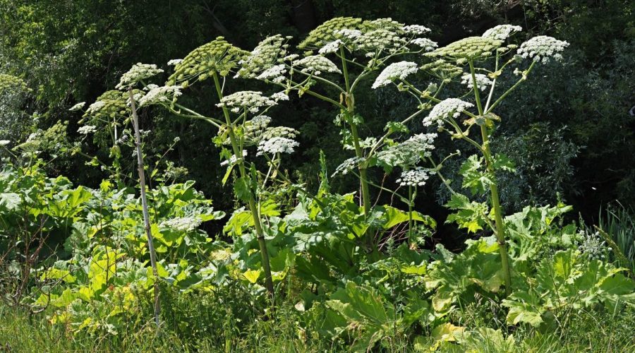 О способах борьбы с борщевиком трубчанам рассказали специалисты «Россельхозцентра»