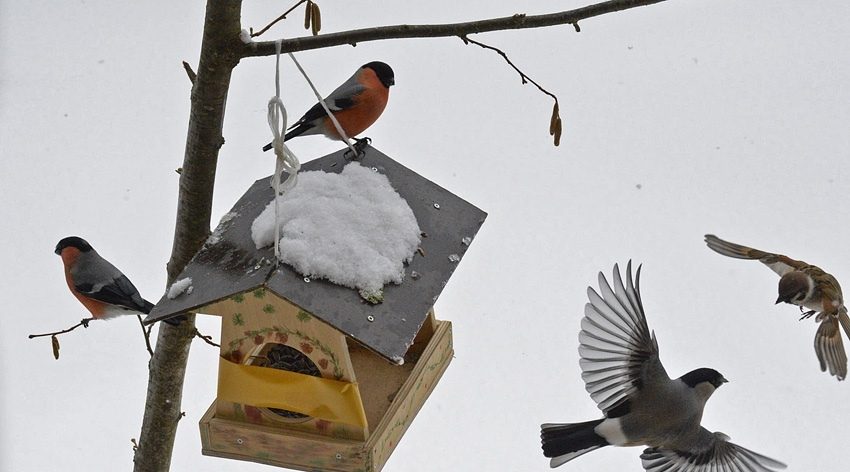 Воспитанники Трубчевской школы-интерната победили во Всероссийской акции