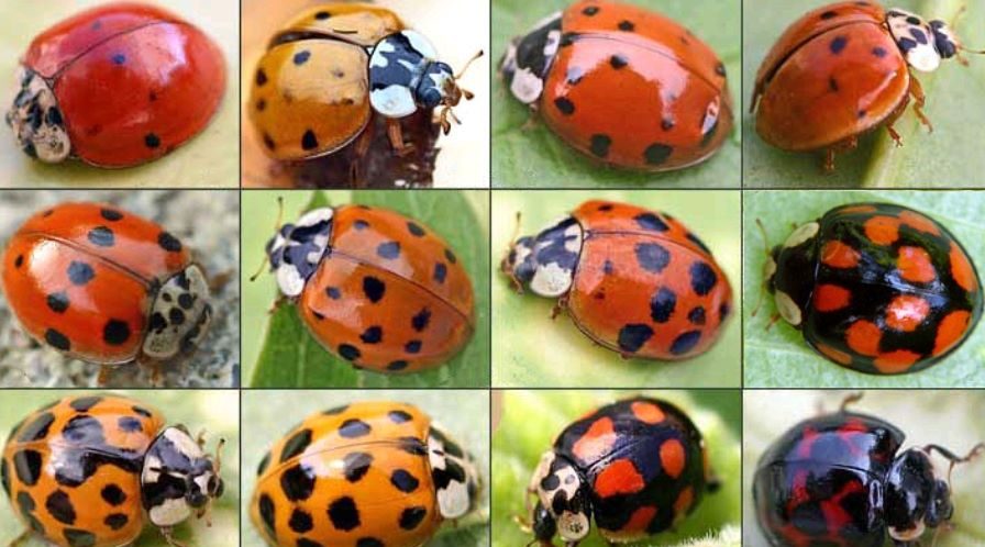 Научный сотрудник «Брянского леса» рассказал трубчанам много интересного о божьих коровках