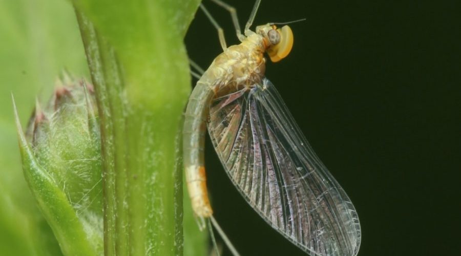 Научный сотрудник заповедника «Брянский лес» напомнил трубчанам о скором появлении поденок