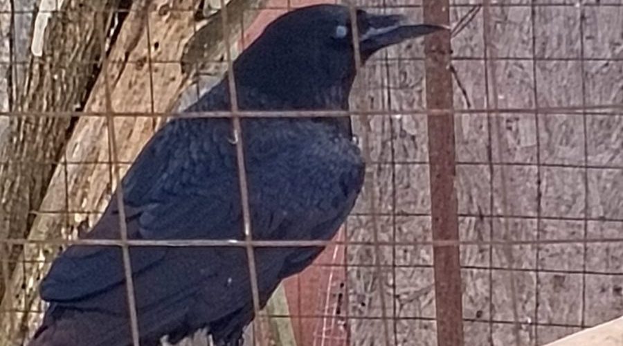 В Международный день птиц трубчанам — о приюте «Крылья мира»