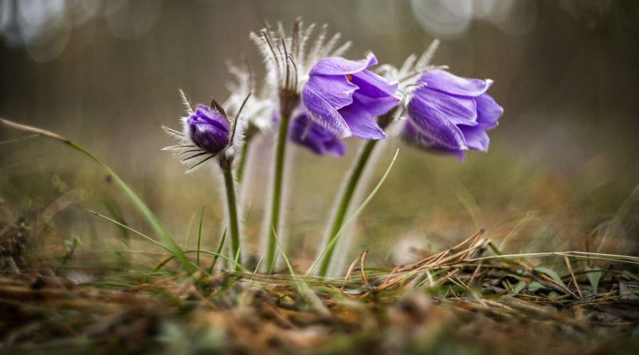 Трубчанам — о цветении в заповедных лесах Брянщины сон-травы