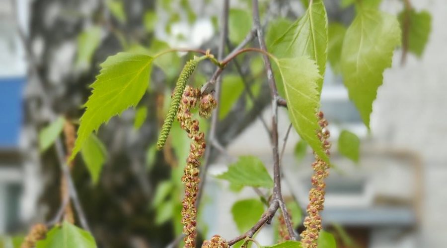 Трубчанам — о погоде на завтра