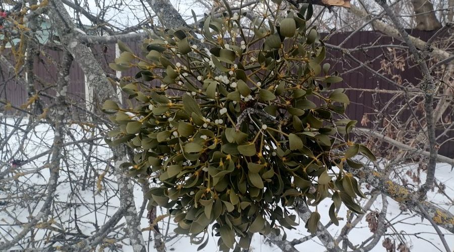 Жителям Трубчевского района – об омеле белой