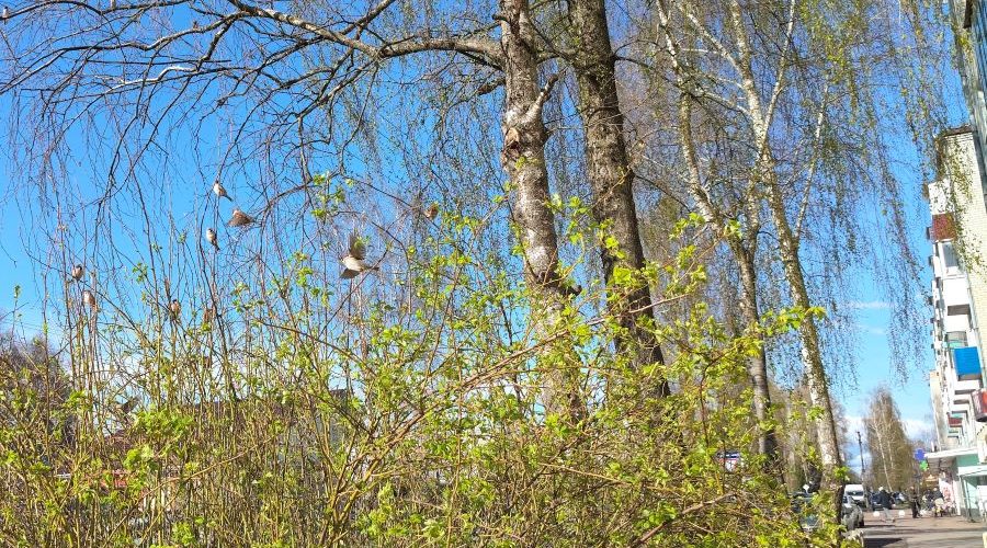 Трубчанам — о погоде на завтра