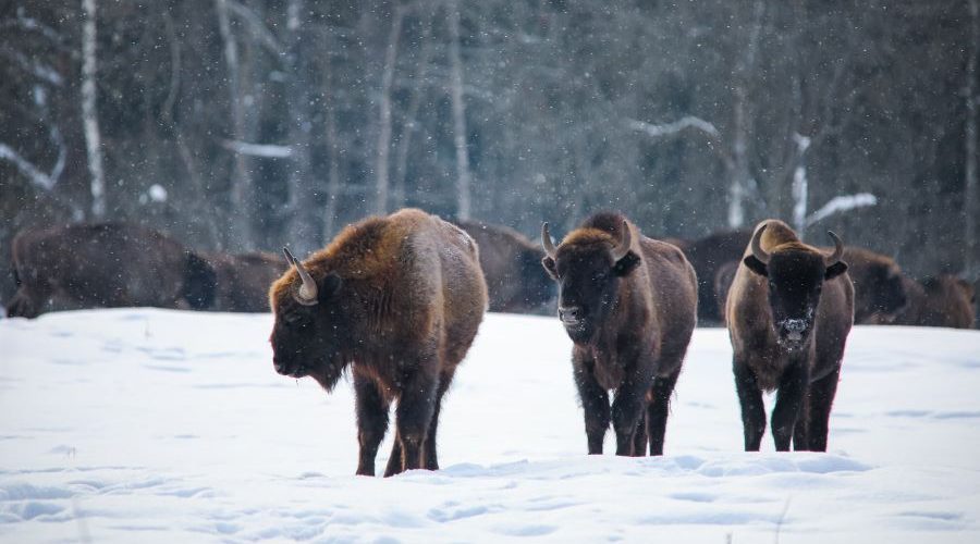 В заповеднике «Брянский лес» посчитали зубров