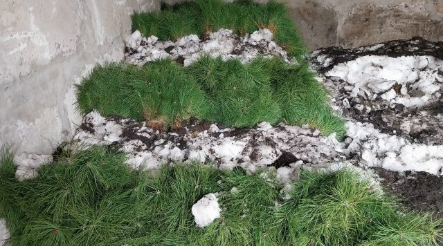 На Брянщине стартовал лесокультурный сезон