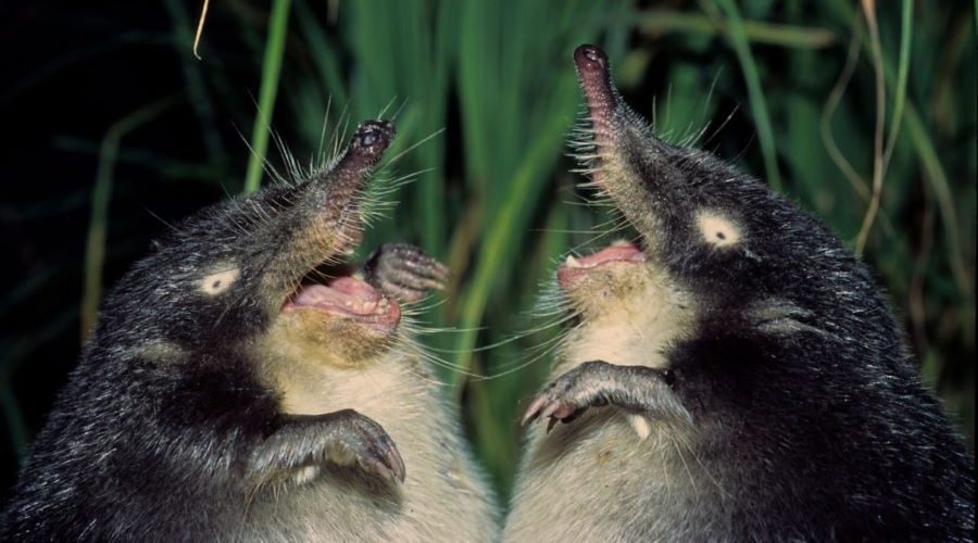 Трубчанам – о литературно-природоохранном конкурсе