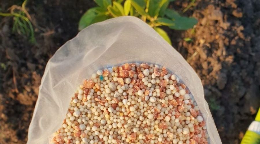 Весенняя подкормка: как трубчевским садоводам не совершить ошибок?