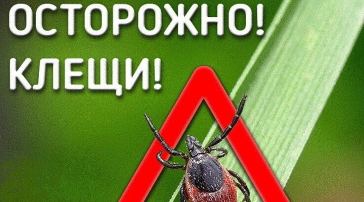 Трубчан предупреждают: «Осторожно: клещи!»
