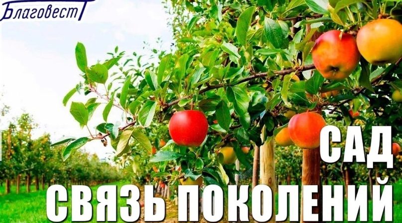 Брянцев приглашают поучаствовать в акции «Сад — связь поколений»